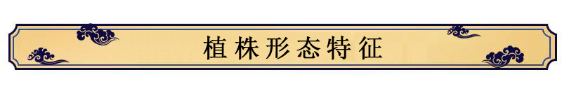 中药材种植技术——刀豆