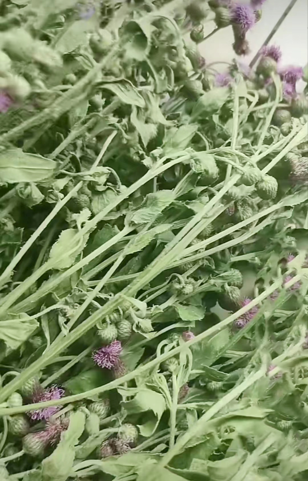 中药材【药食同源】——小蓟