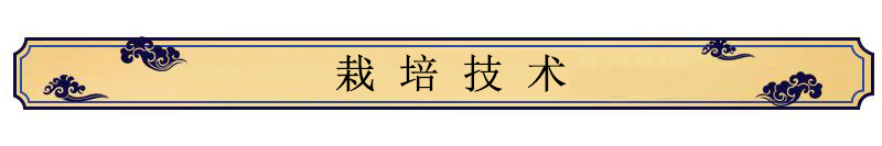 中药材种植技术——川贝母