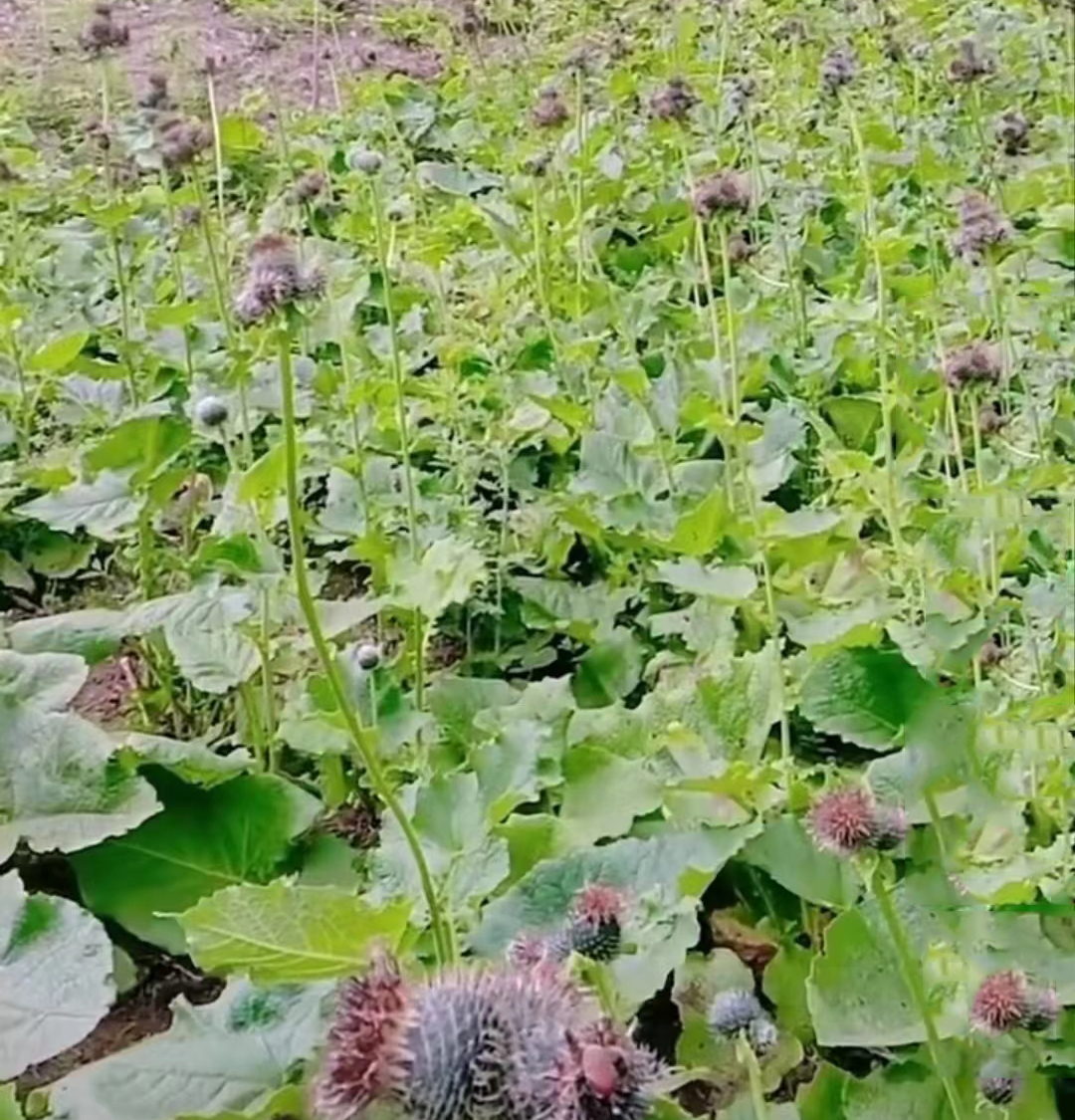 中药材【养生保健】——木香