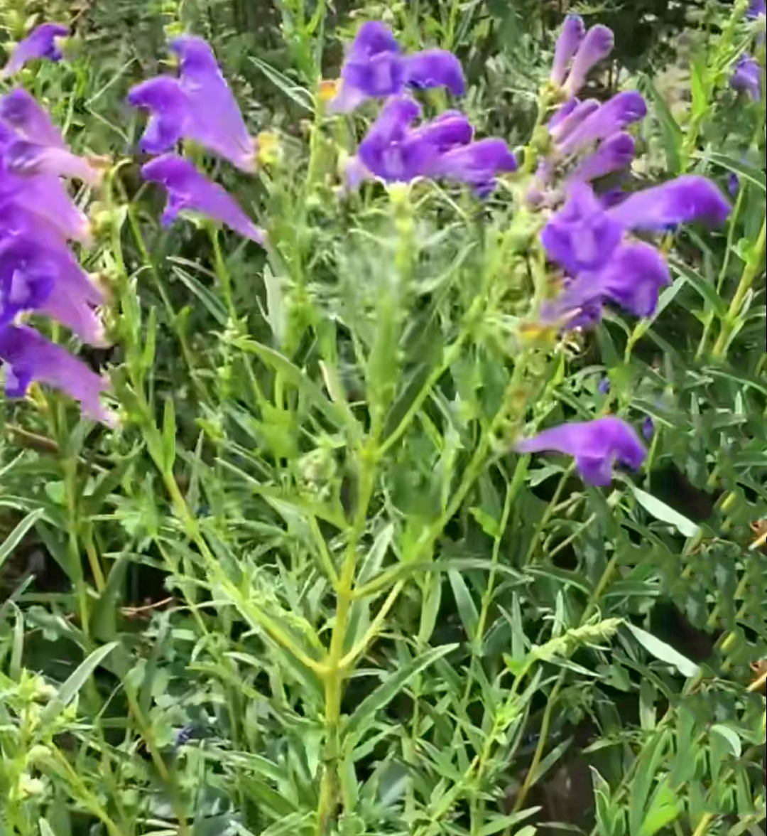 中药材【药食同源】——黄芩